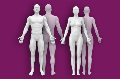 Interactive Human Anatomy - Male / Female - Front / Back